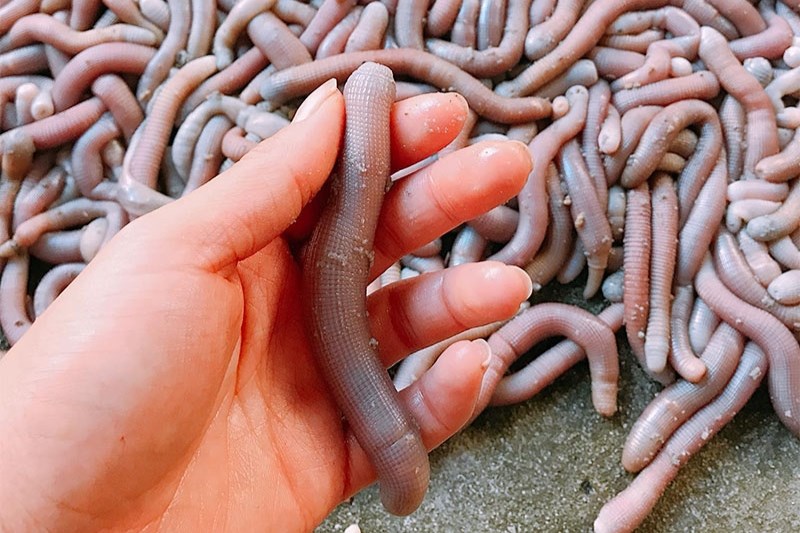 Đến Quan Lạn ăn đặc sản sá sùng